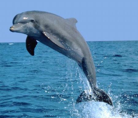 Guesthouse On Dolphin Safety Bay Exterior foto